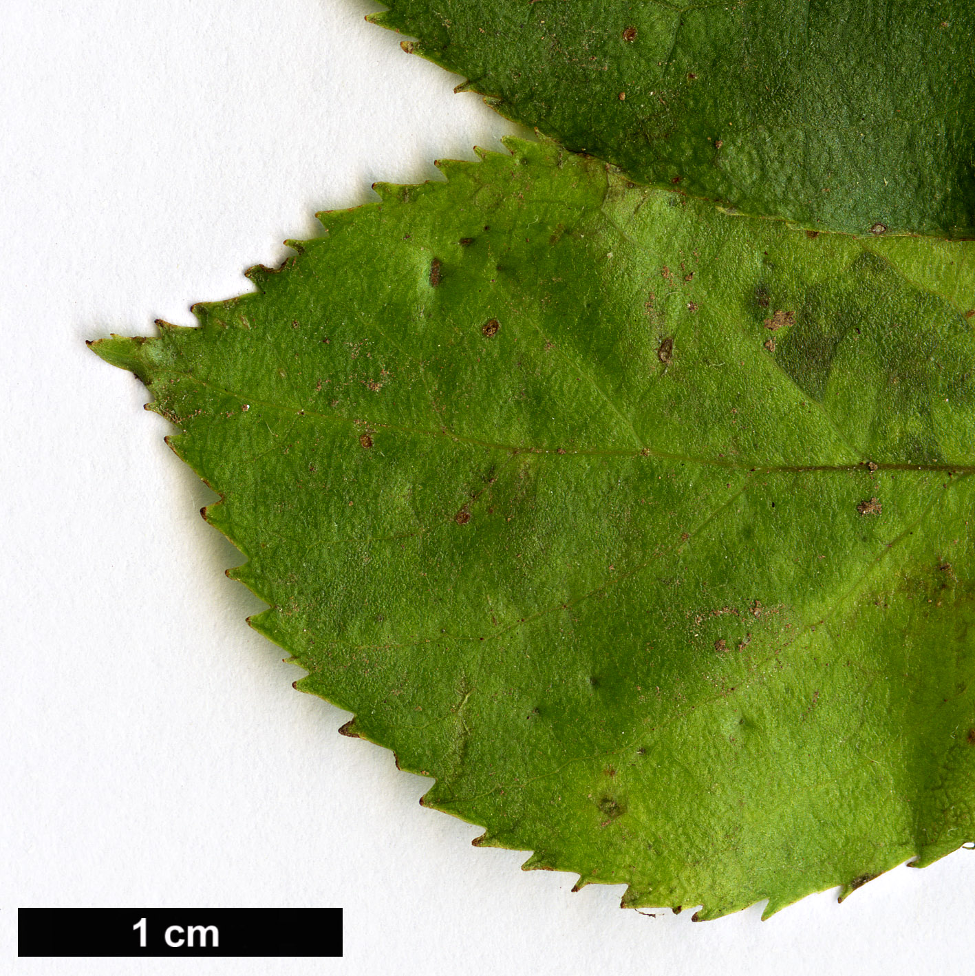 High resolution image: Family: Rosaceae - Genus: Sorbus - Taxon: thomsonii